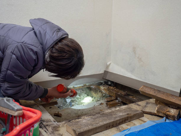 Biohazard Mold Removal in Water Valley, MS